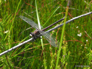 The Giant Dragonfly Petalura gigantea