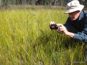 Ian Baird photographing a Giant Dragonfy caught in a spiders web