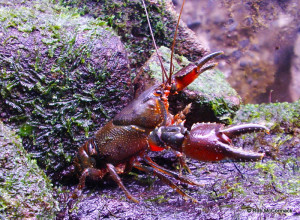 Ellen Clark's Crayfish Euastacus clarkae