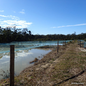 Commercial Yabby Ponds