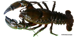 The New Euastacus is a true spiny crayfish with numerous large sharp spines