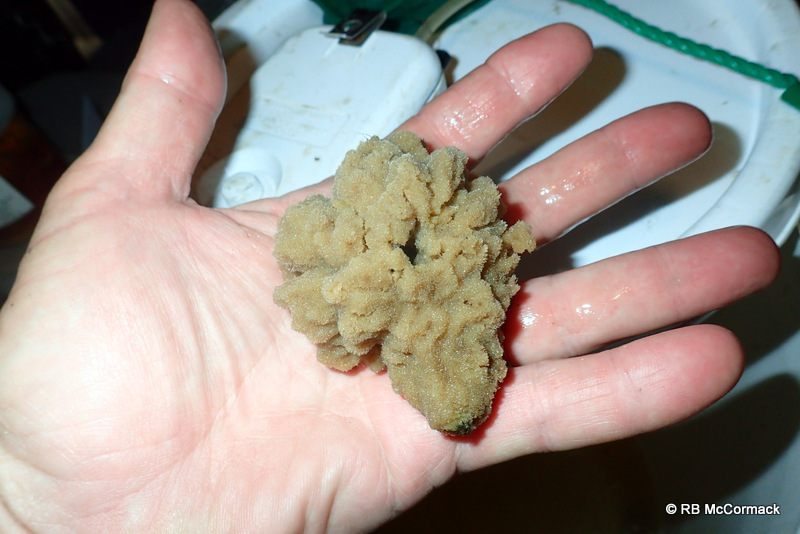 Freshwater sponge-this one was on a stick- you can see the hole in middle where stick used to be