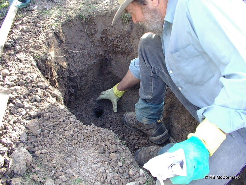 Rob McCormack excavating a burrow with the help of other volunteers