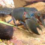 The Swamp Yabby Cherax latimanus - A NEW species for NSW & Vic