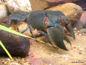 The Swamp Yabby Cherax latimanus - A NEW species for NSW & Vic