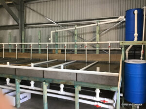 Commercial Yabby purging system