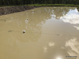Commercial Yabby Pond