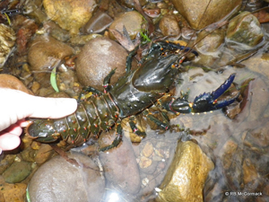 The Clyde Giant Spiny Crayfish Euastacus clydensis